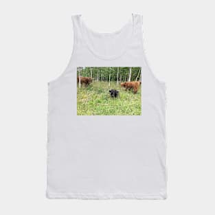 Scottish Highland Cattle Bulls 1456 Tank Top